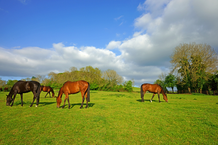 Grazing horses on agricultural land