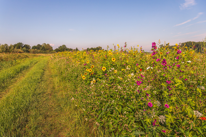 The Environment Act 2021: Biodiversity Net Gain