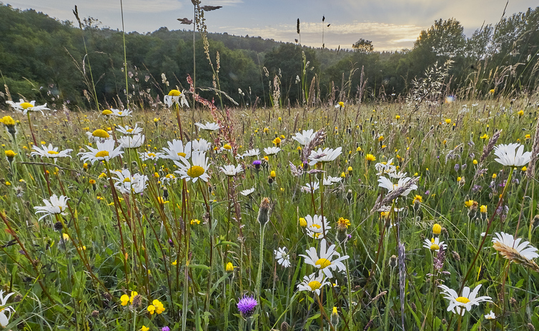 Securing off-site Biodiversity Net Gain
