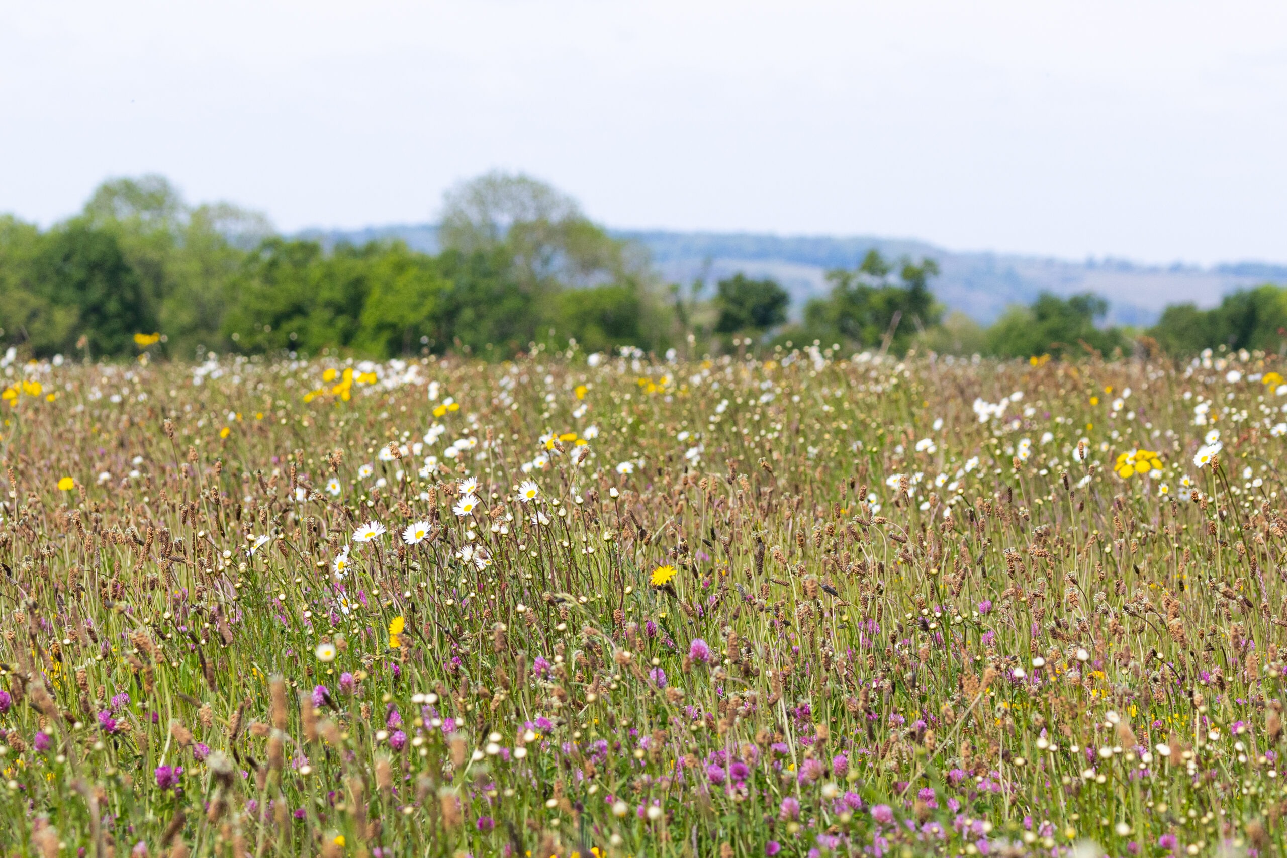 FSP’s Agriculture and Rural Land team act for Sulham Estate