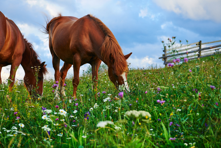 What is it: Grazing Licence